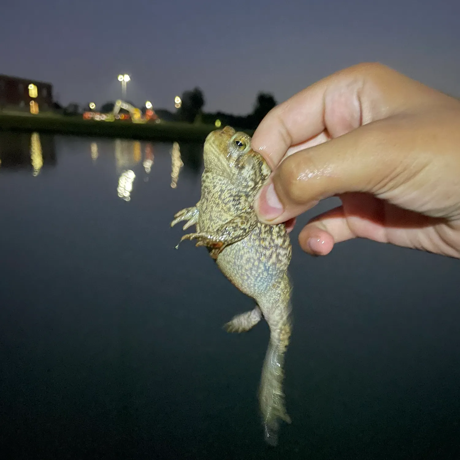 The most recent Crawfish frog catches on Fishbrain