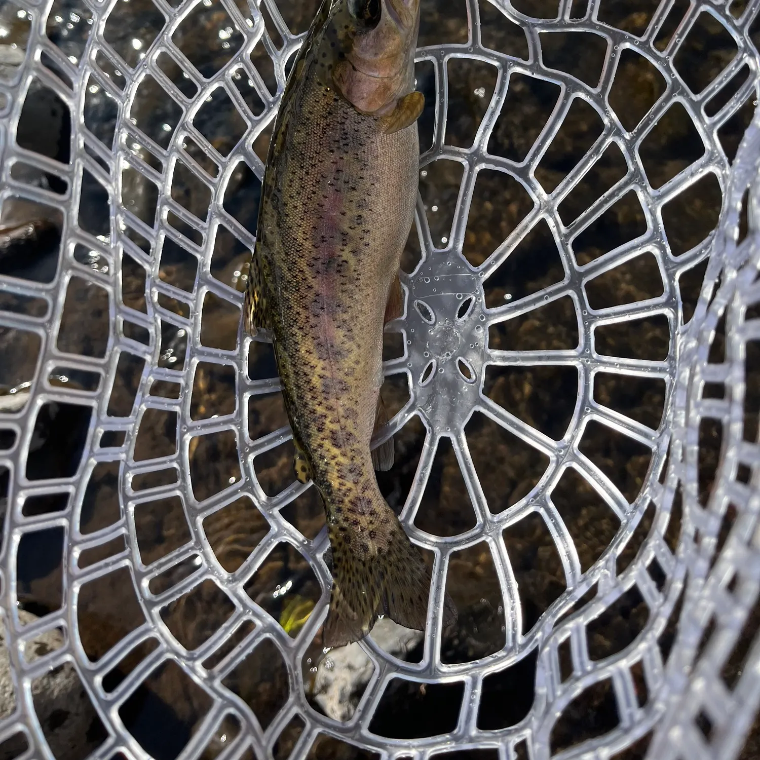 Rainbow trout caught on Fishbrain