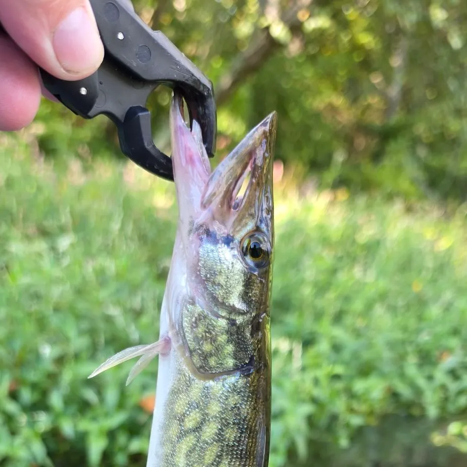 Chain pickerel caught on Fishbrain
