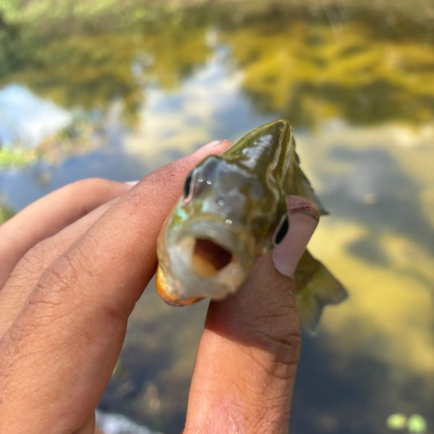 Fish caught on Fishbrain