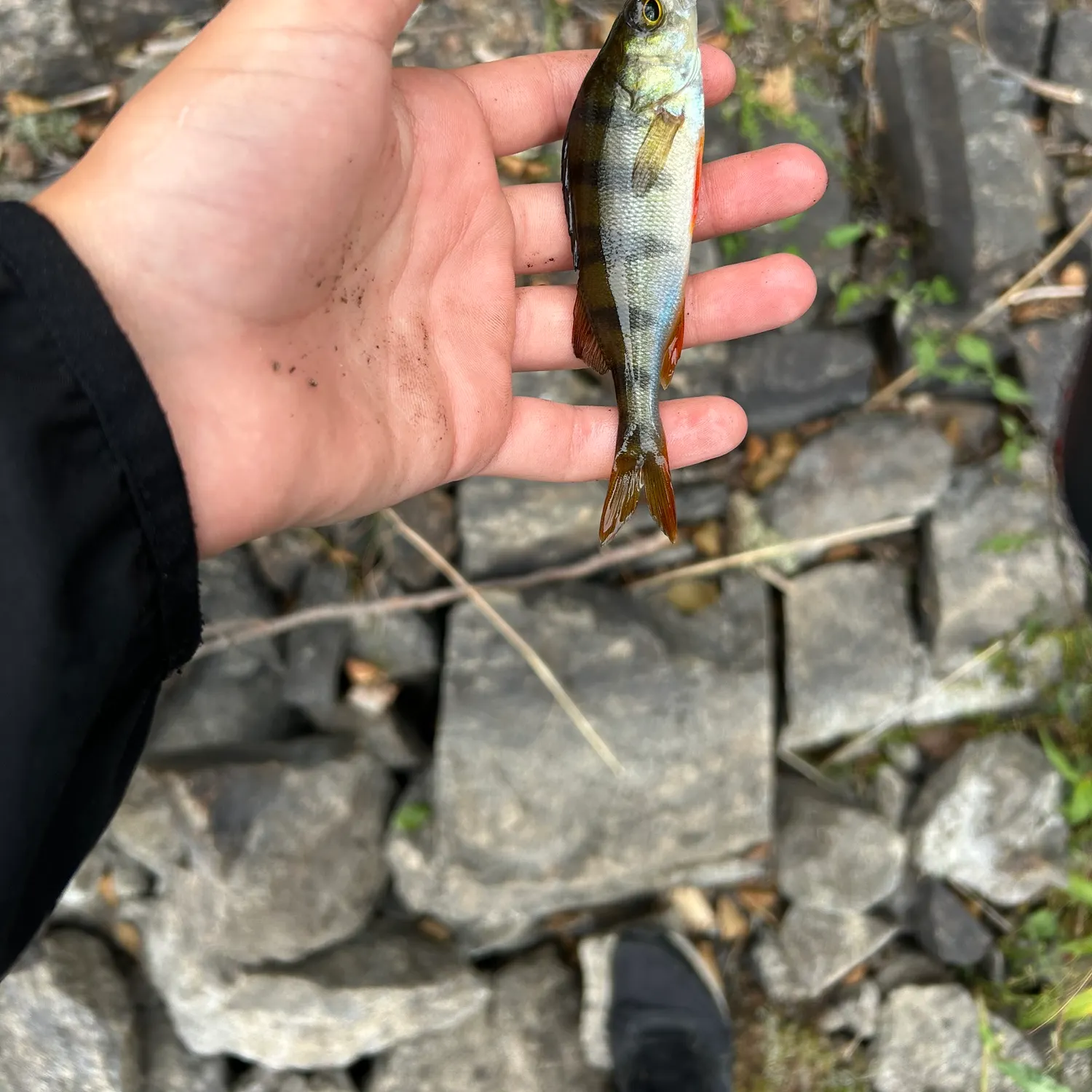 Fish caught on Fishbrain