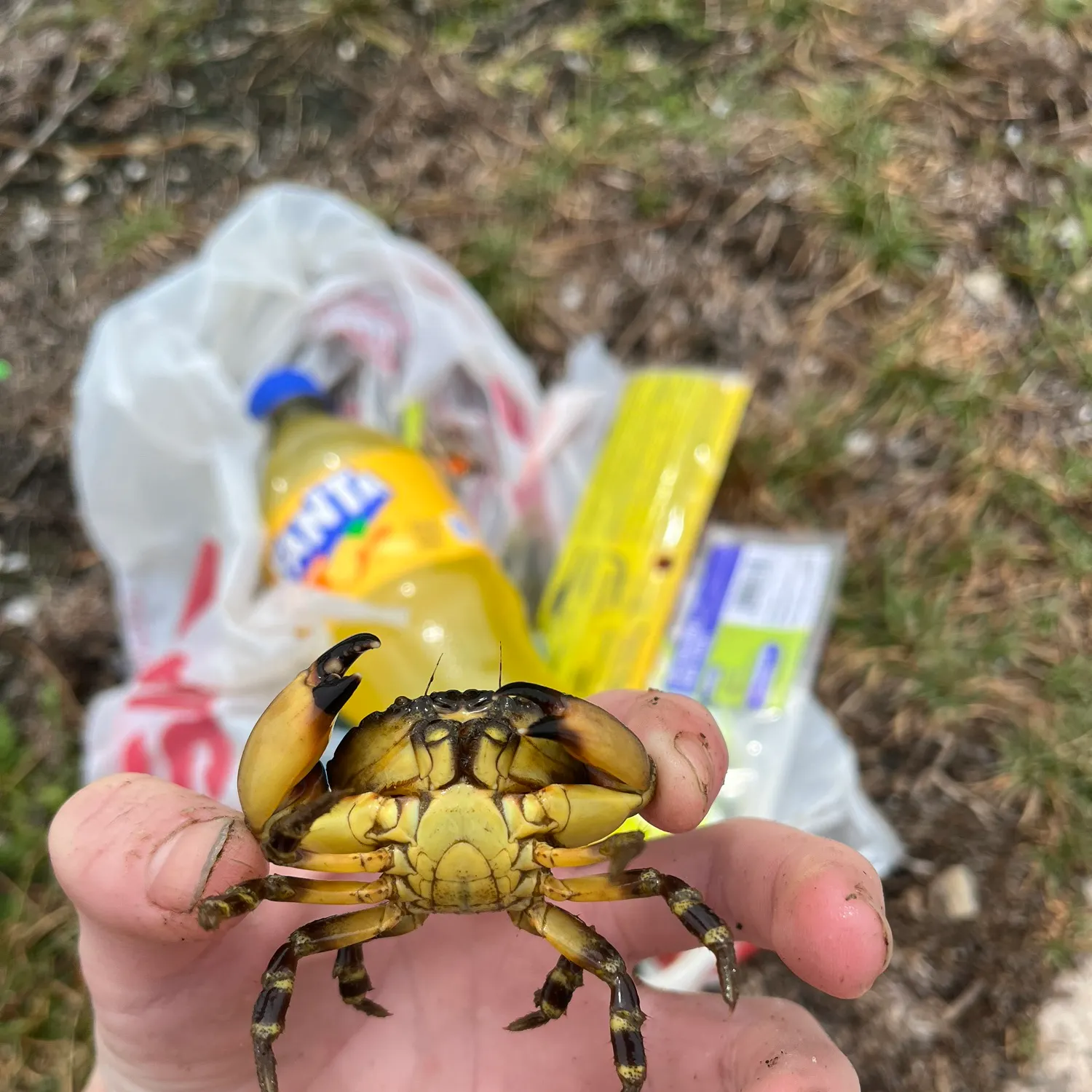 The most recent Florida stone crab catches on Fishbrain