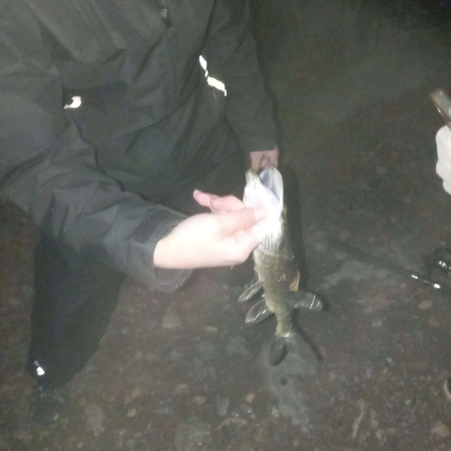 Northern pike caught on Fishbrain