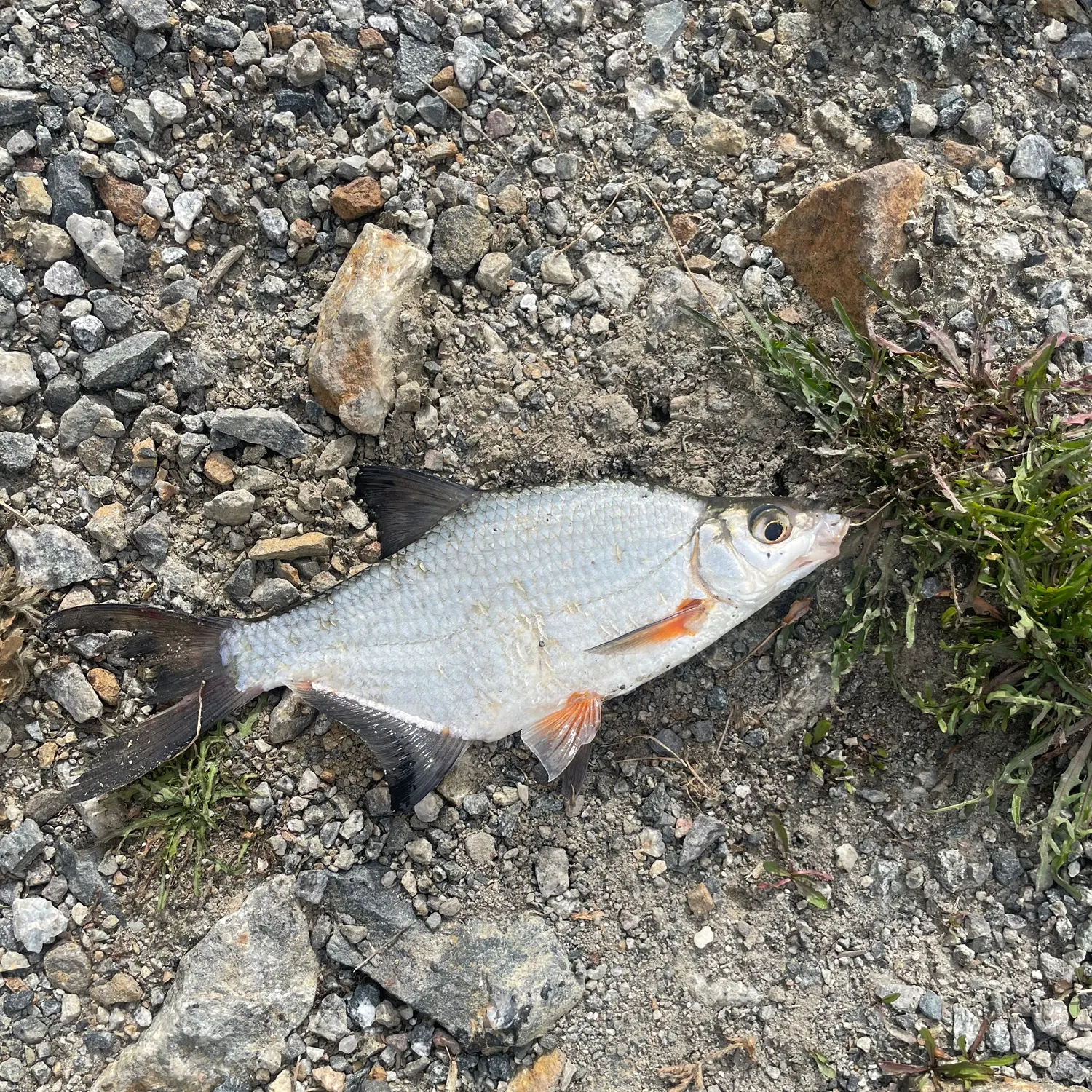 The most recent Zope catches on Fishbrain