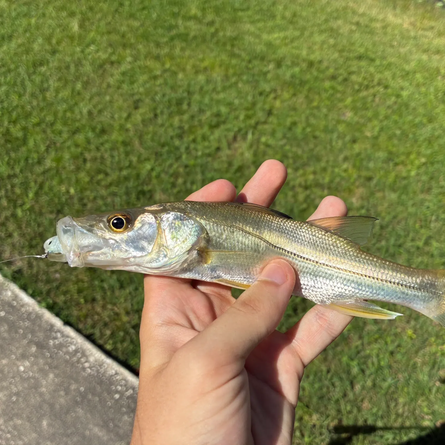 Common snook caught on Fishbrain