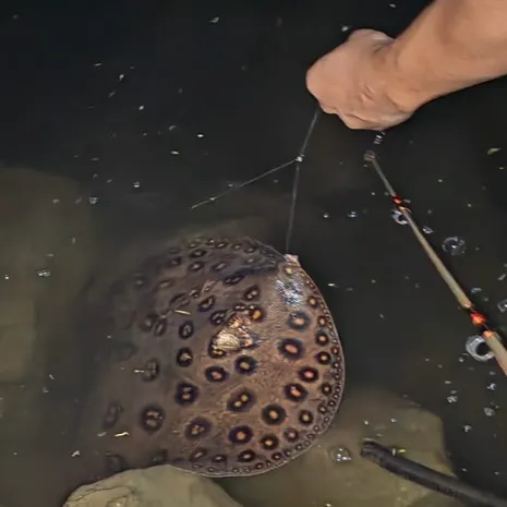 The most recent Bluespotted ribbontail ray catches on Fishbrain