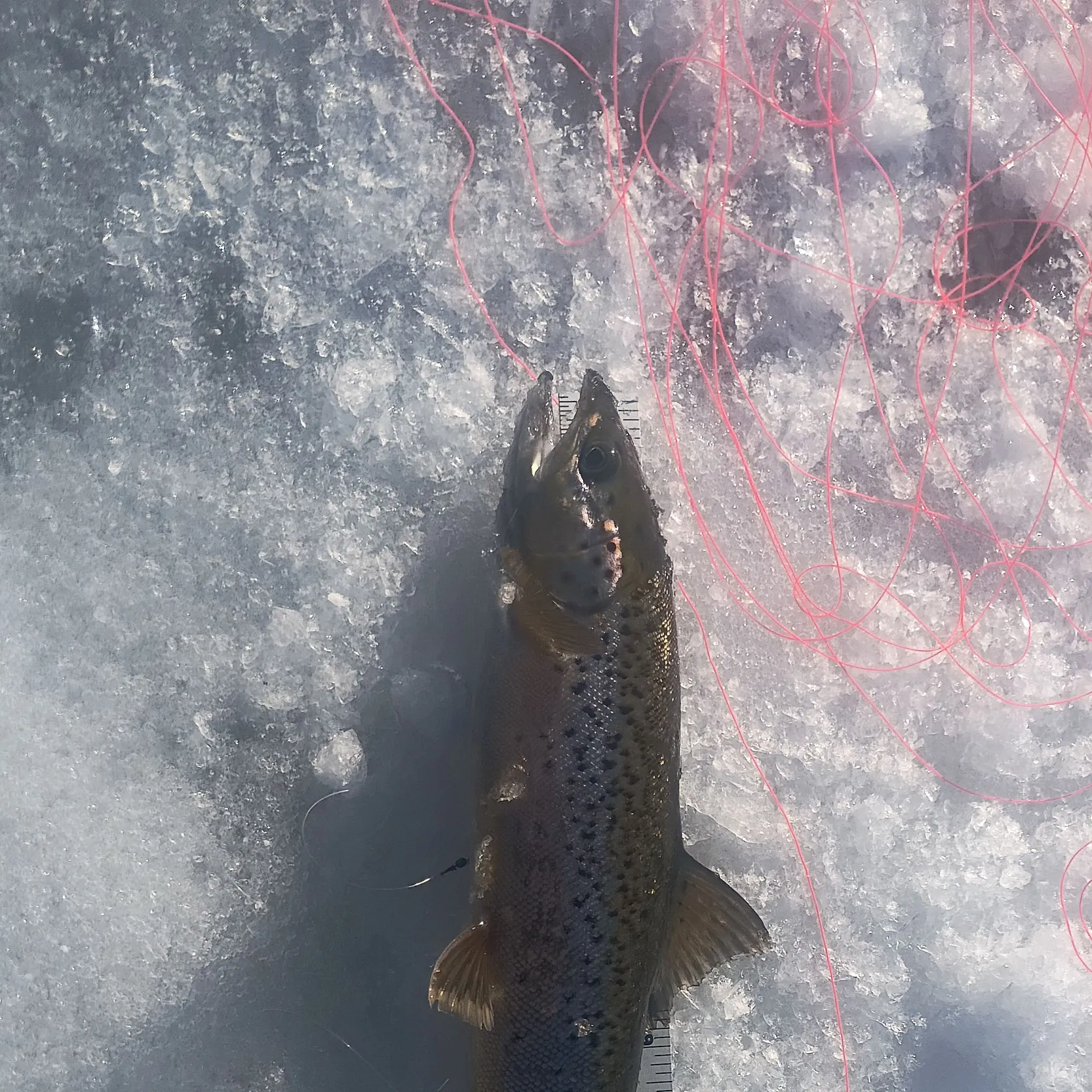 The most recent Landlocked atlantic salmon catches on Fishbrain