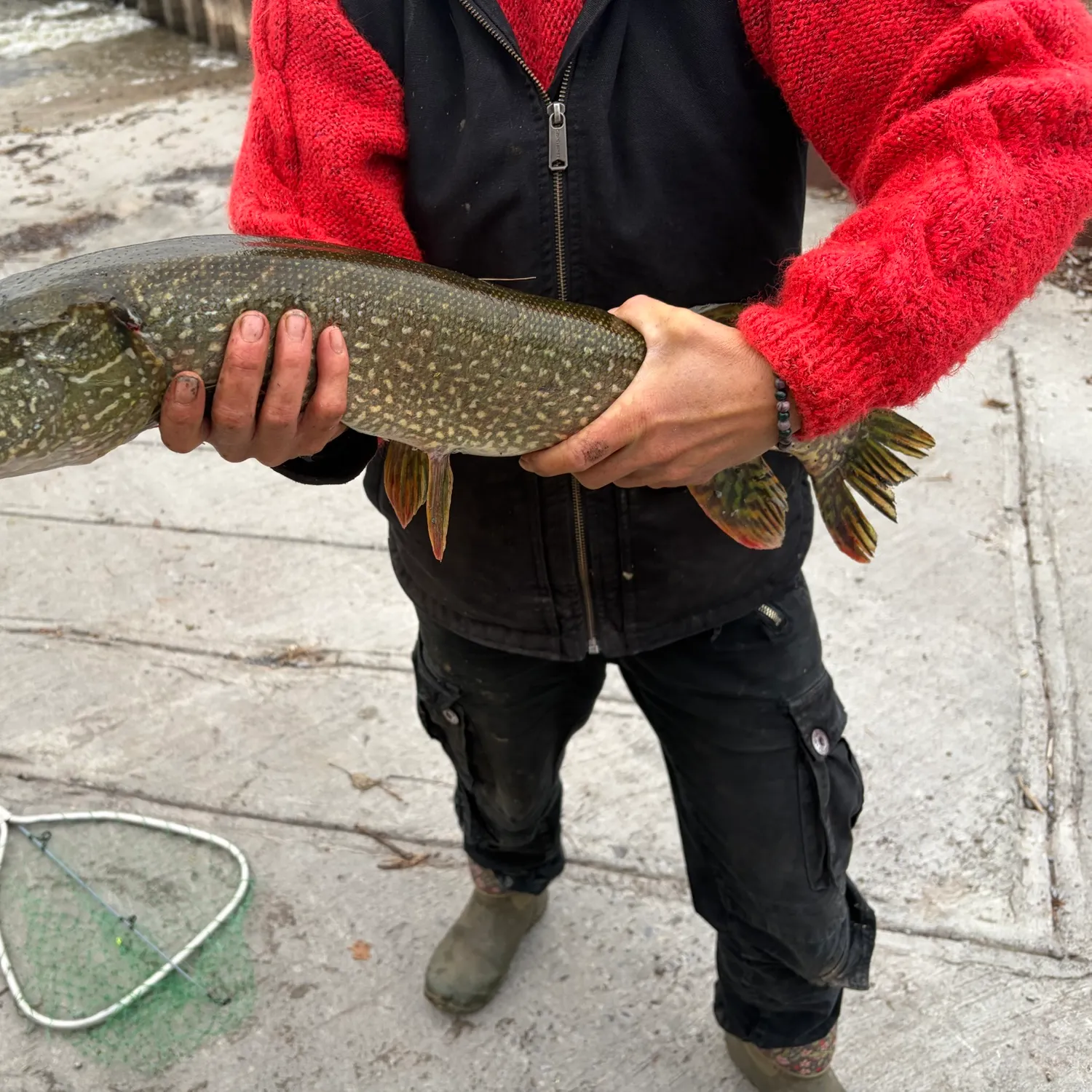 Northern pike caught on Fishbrain