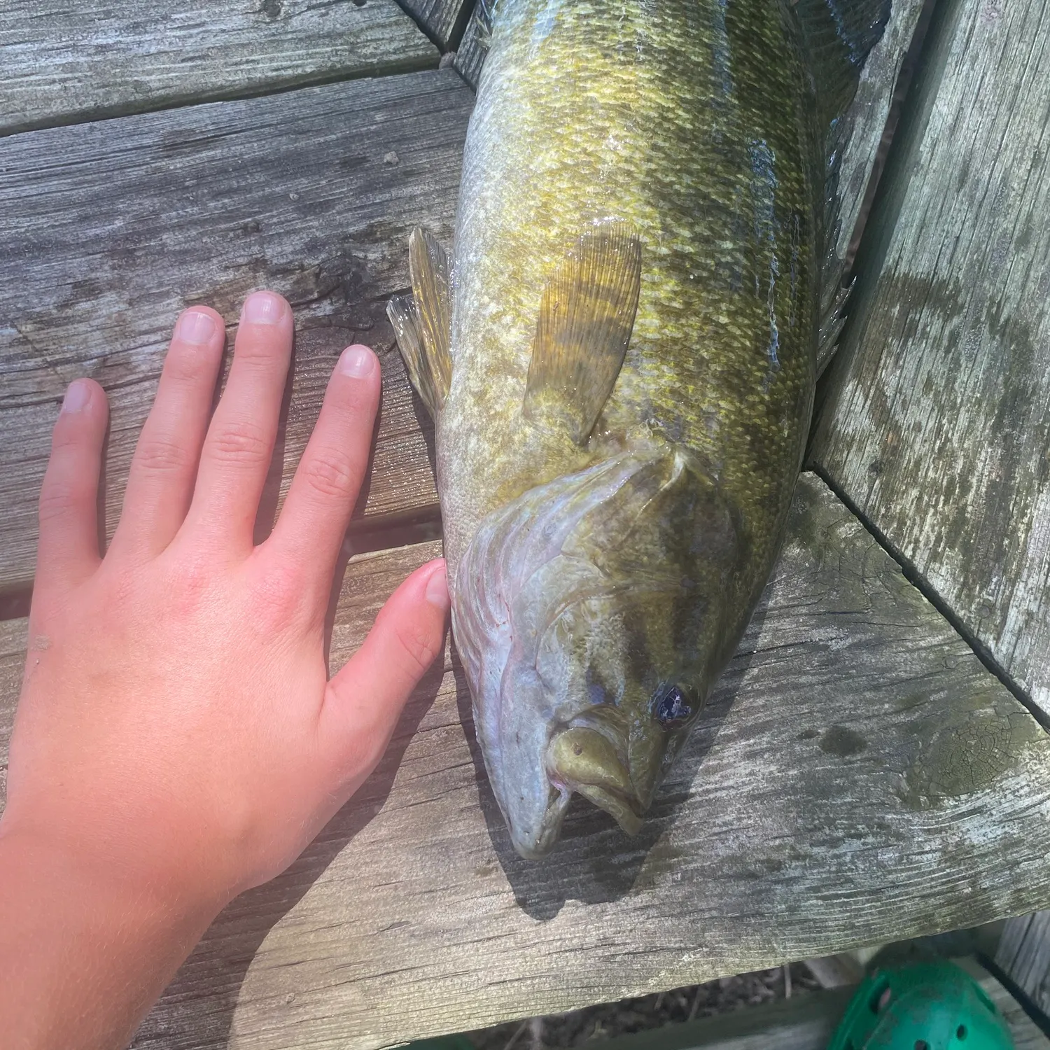 Smallmouth bass caught on Fishbrain