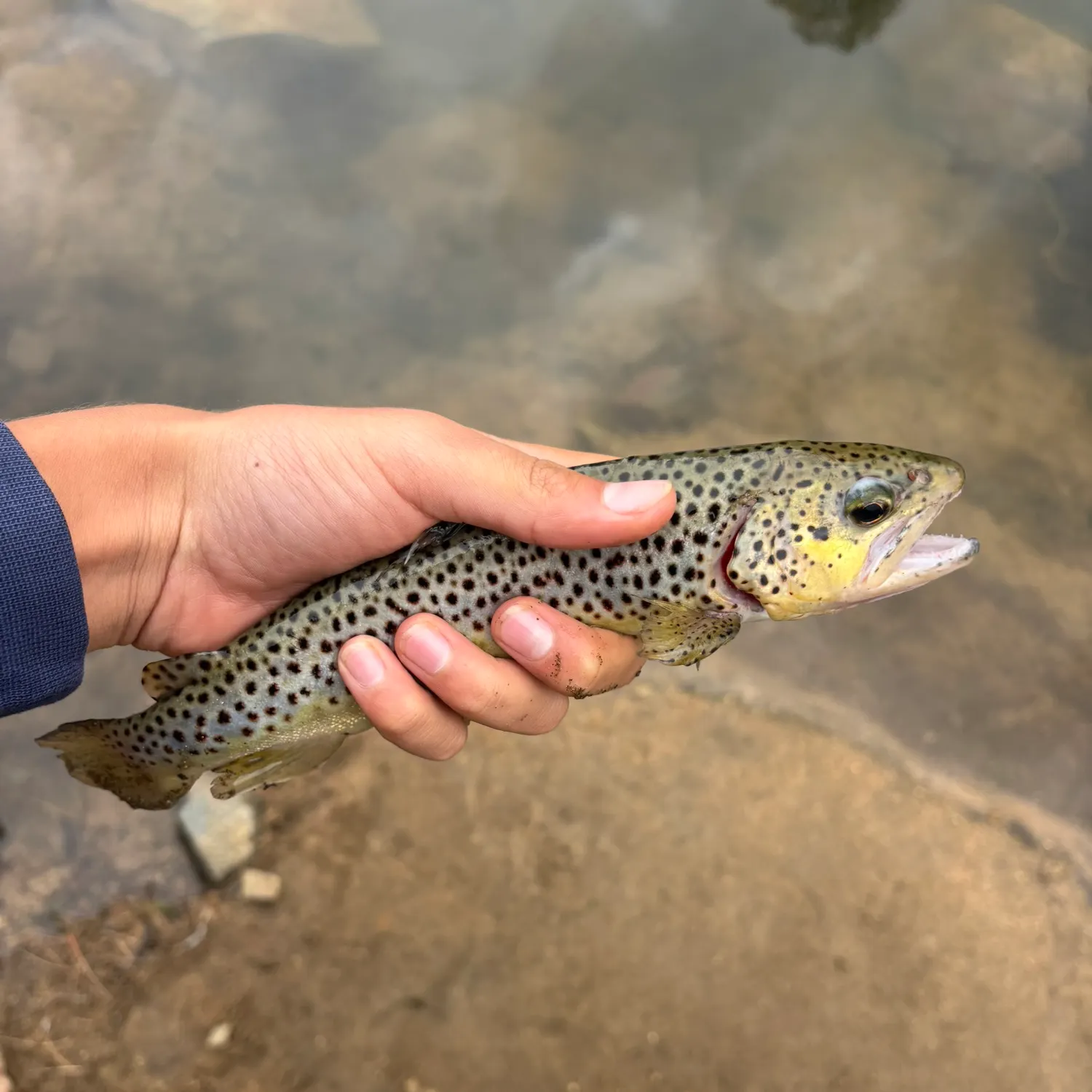 Brown trout caught on Fishbrain