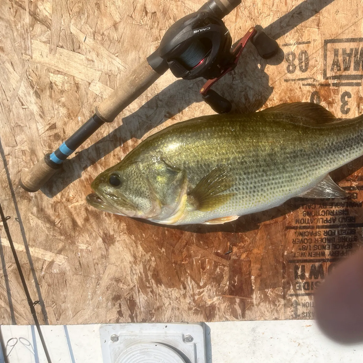 Largemouth bass caught on Fishbrain