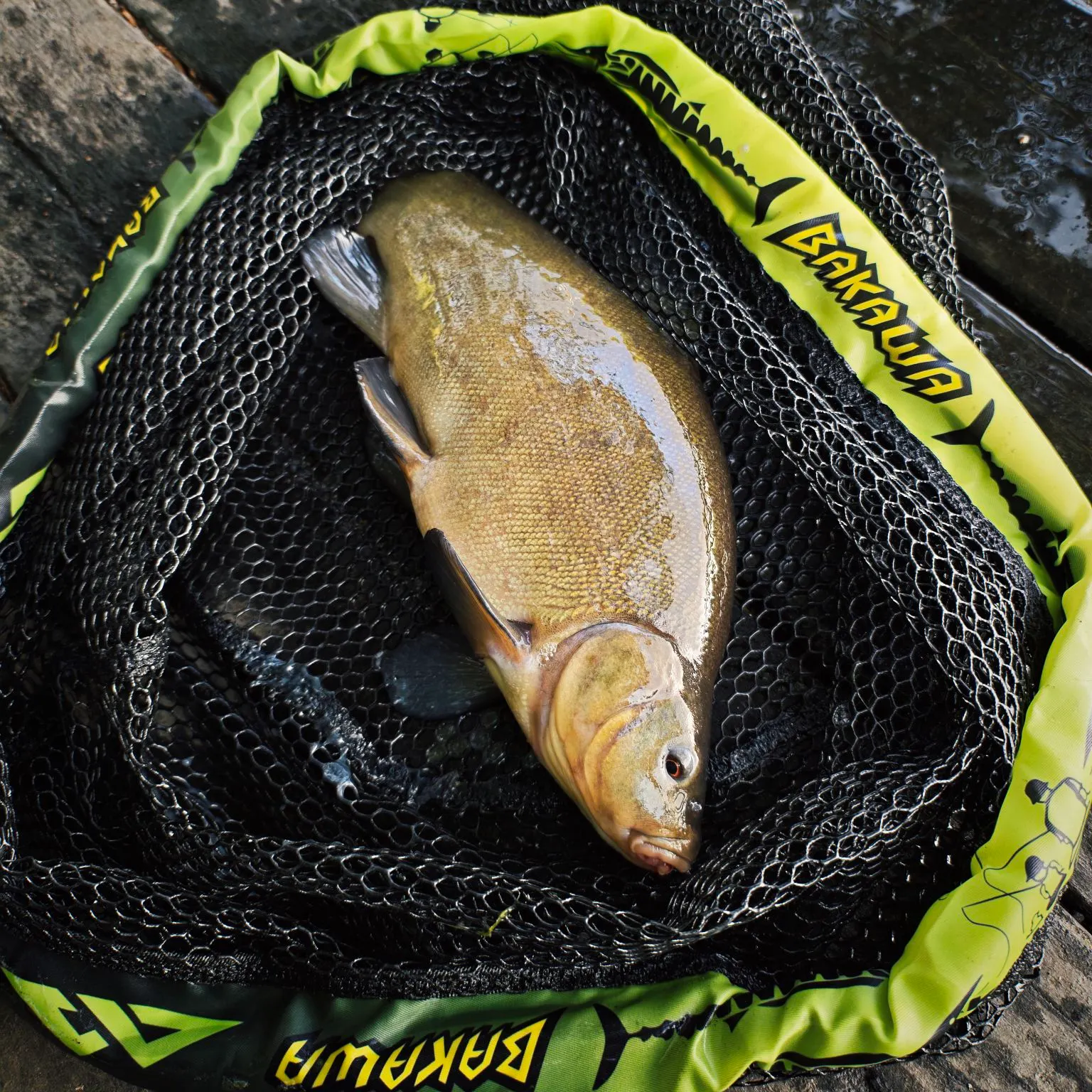 The most recent Tench catches on Fishbrain