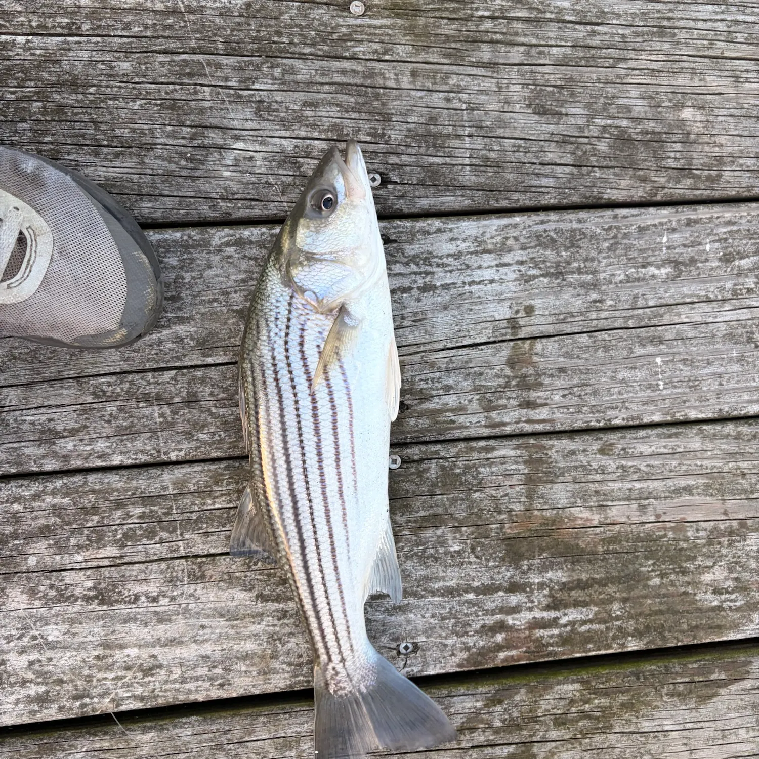 Striped bass caught on Fishbrain