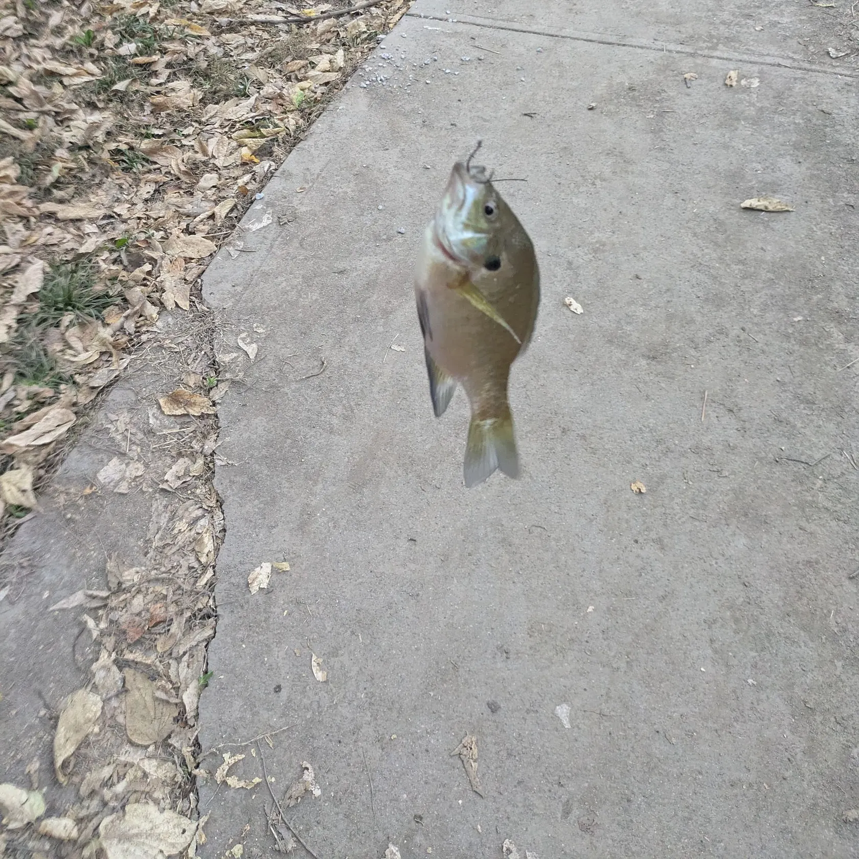 Bluegill caught on Fishbrain