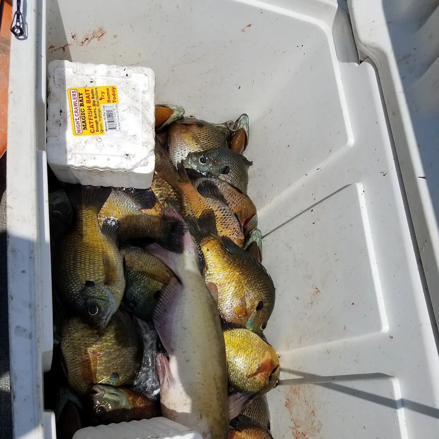 recently logged catches