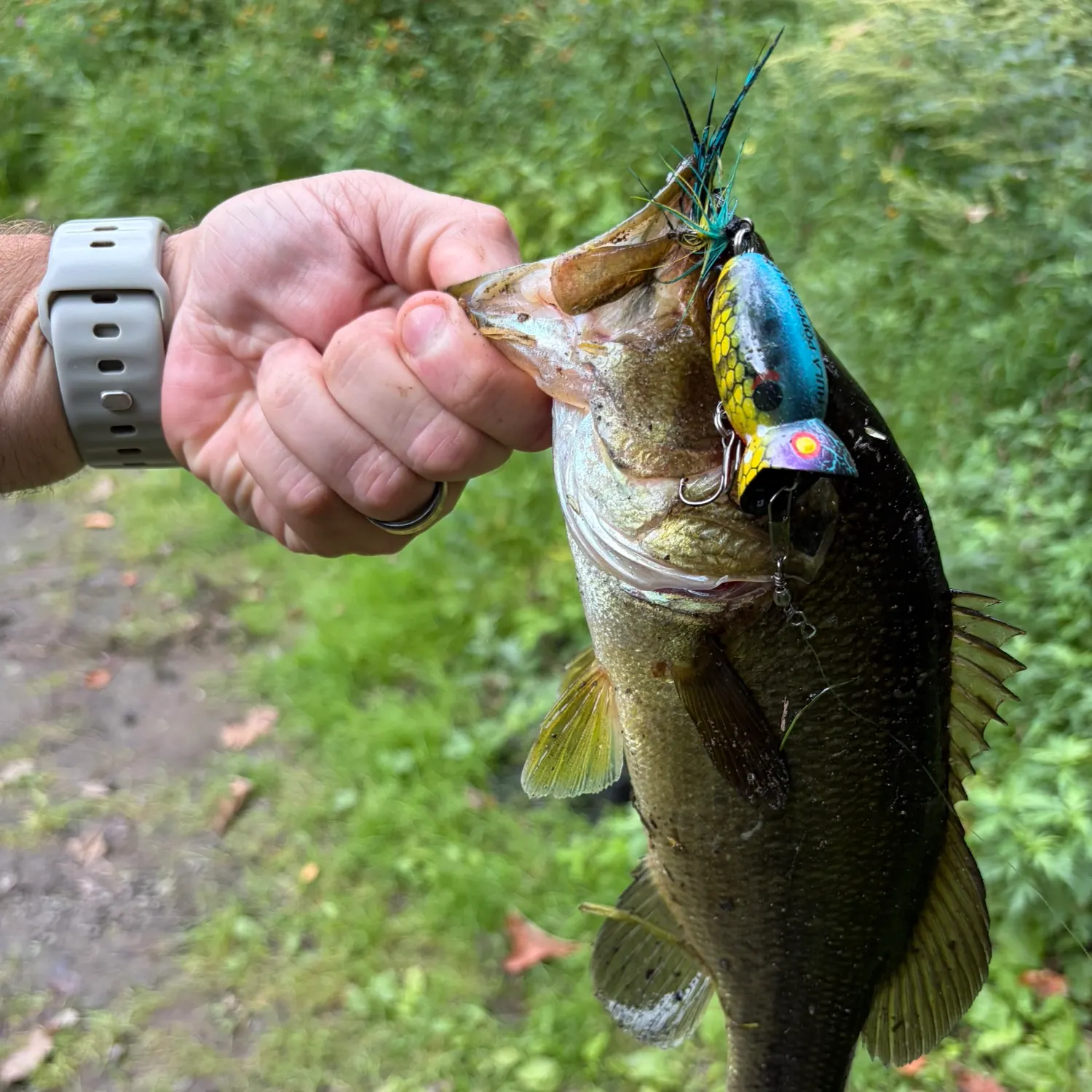 Largemouth bass caught on Fishbrain