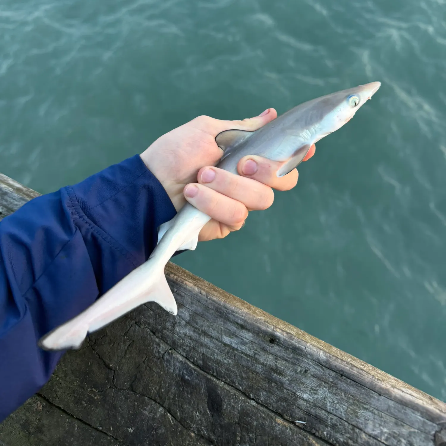 The most recent Dusky smooth-hound catches on Fishbrain