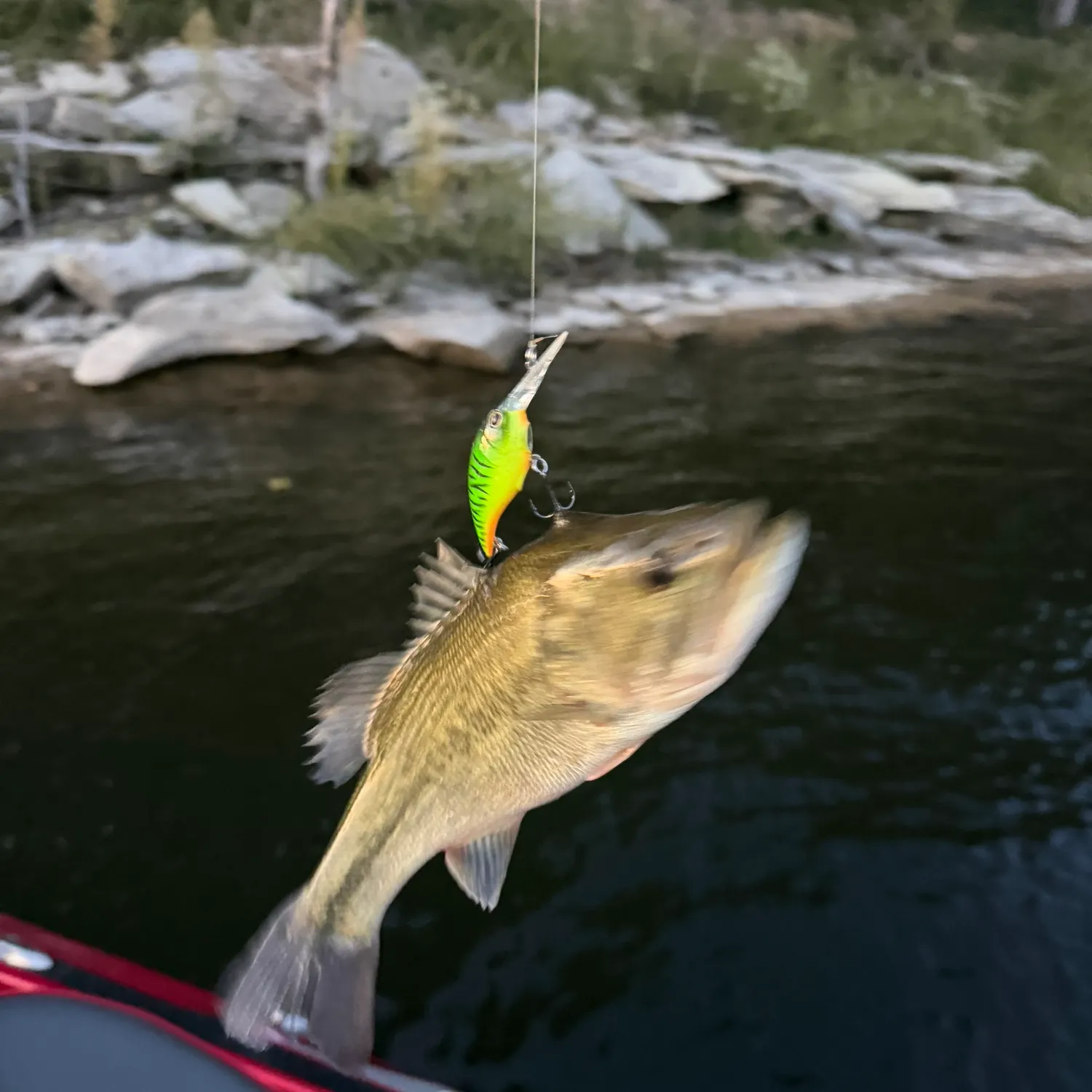 Spotted bass caught on Fishbrain