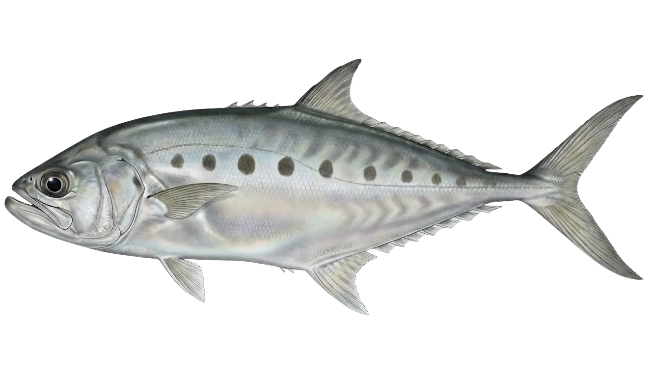 Talang queenfish