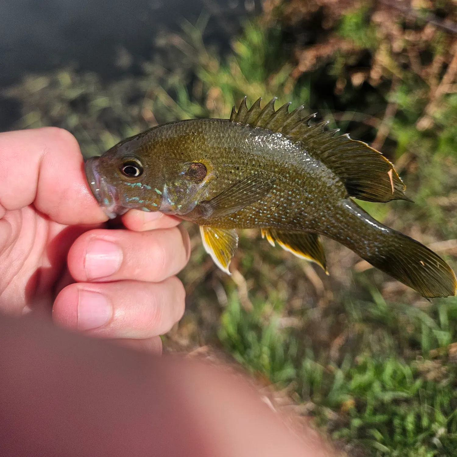 Green sunfish caught on Fishbrain