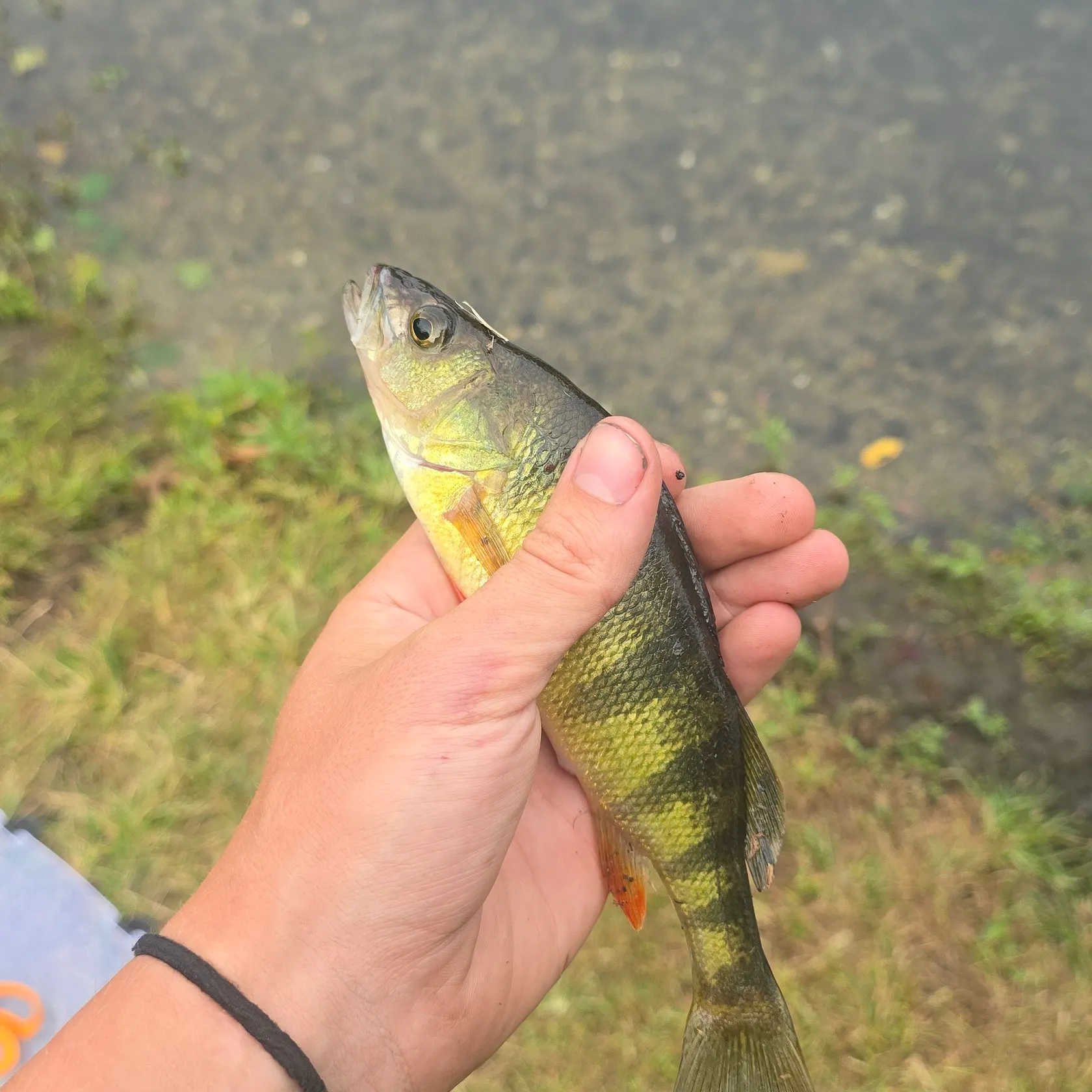 Yellow perch caught on Fishbrain