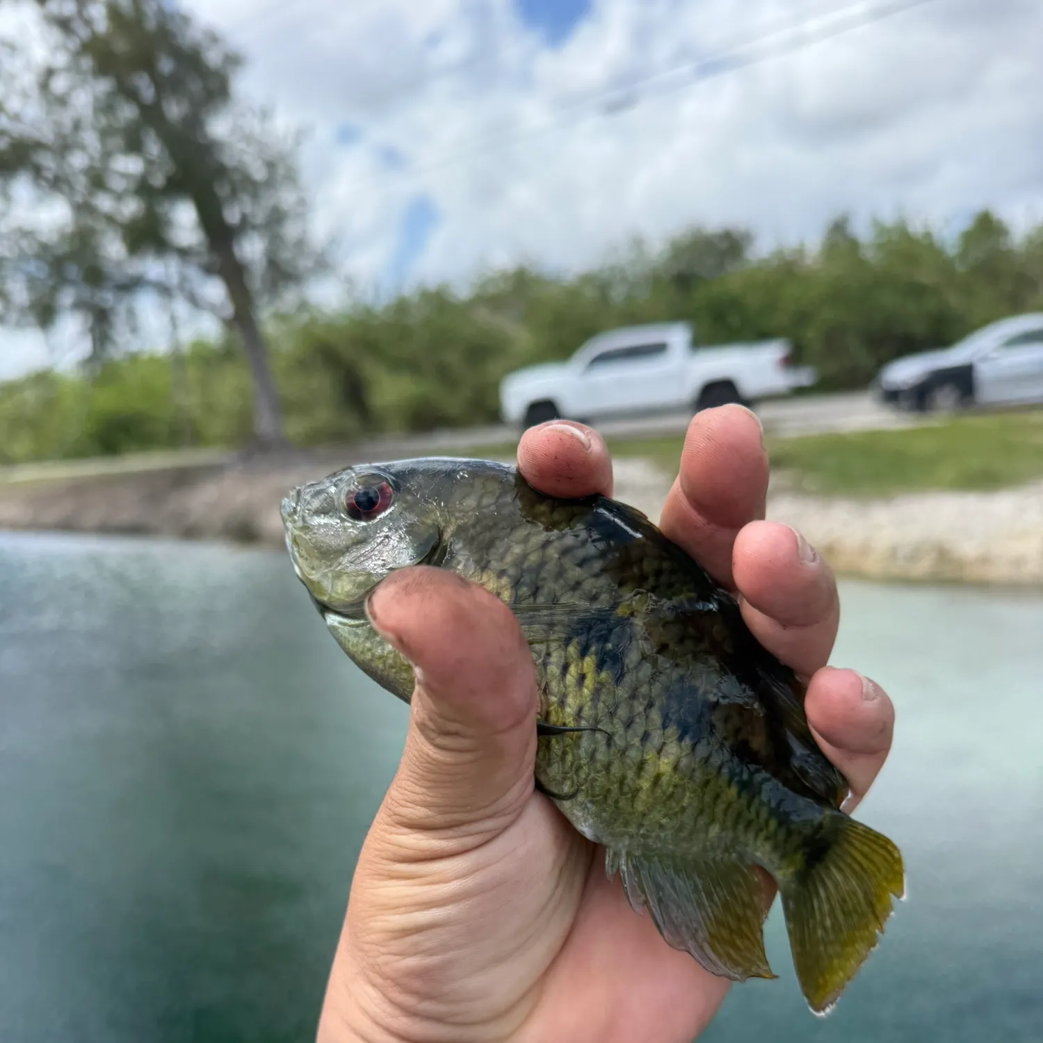 The most recent Spotted tilapia catches on Fishbrain