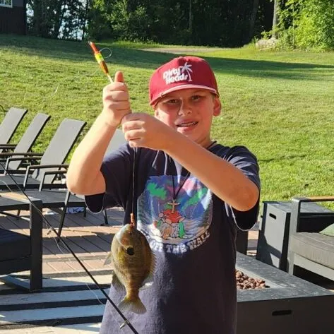 Bluegill caught on Fishbrain