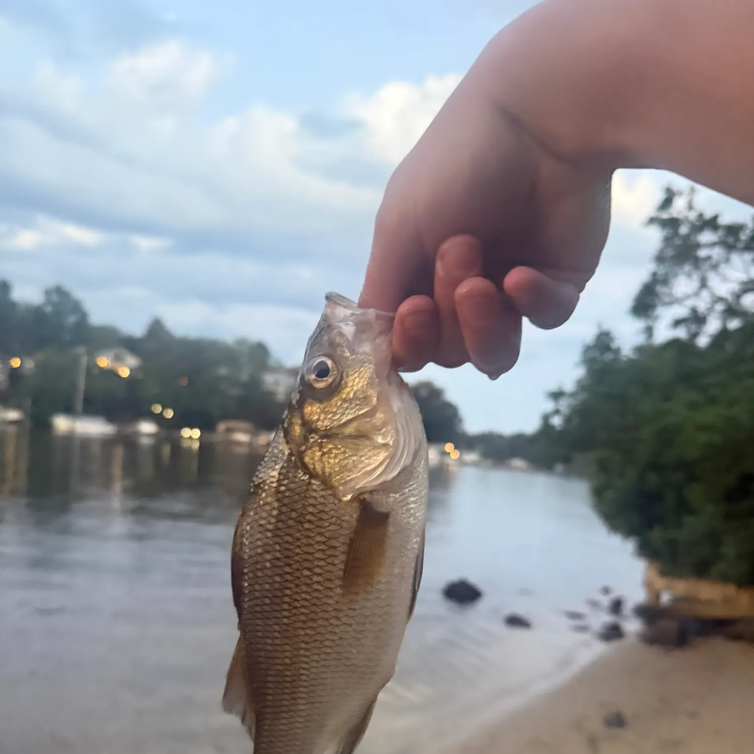White perch caught on Fishbrain