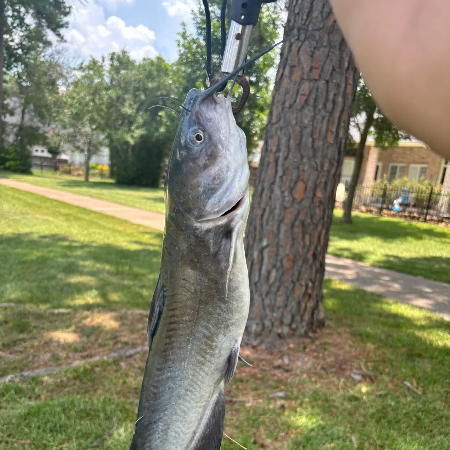 catch