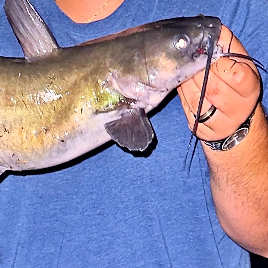 Channel catfish caught on Fishbrain