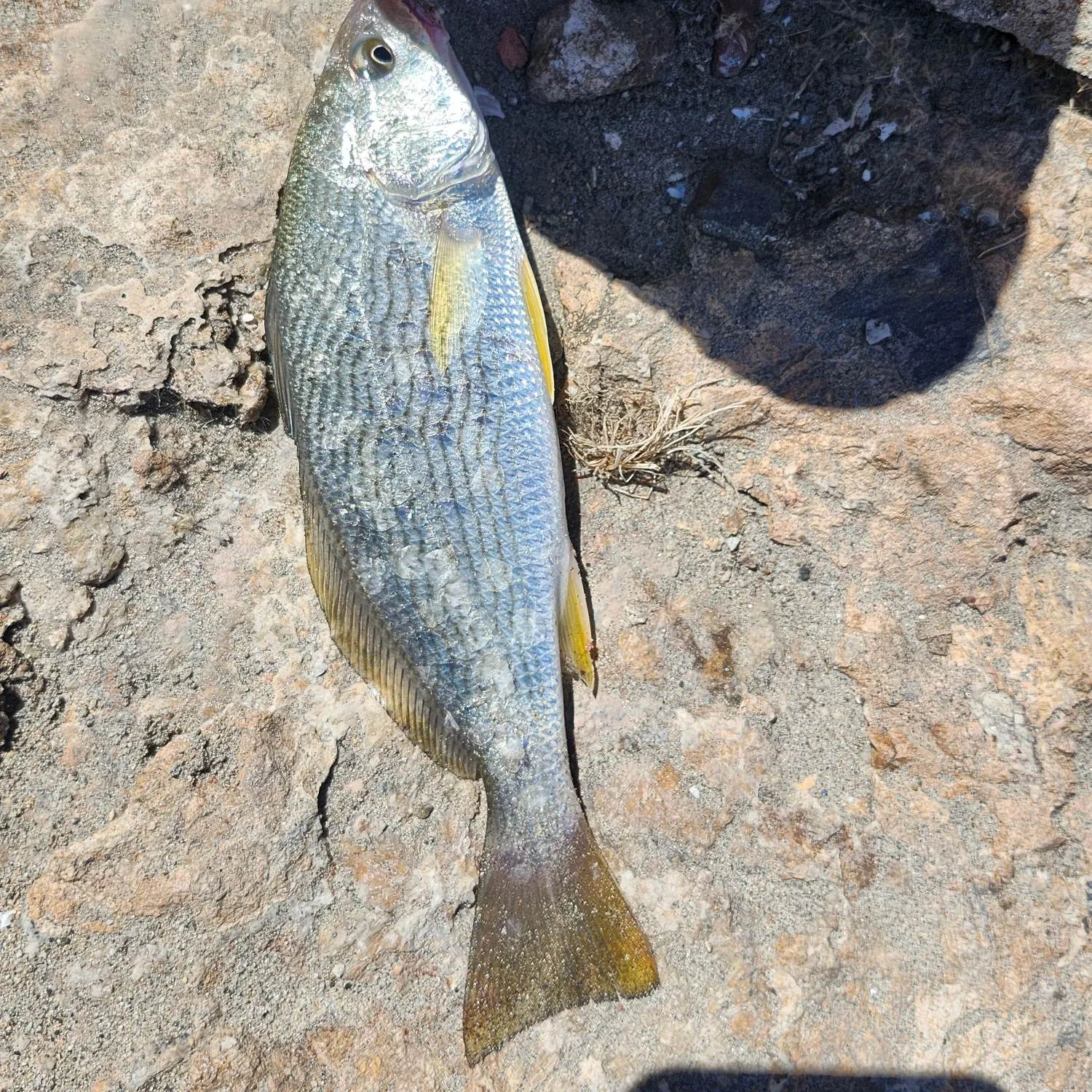 The most recent Yellowfin croaker catches on Fishbrain