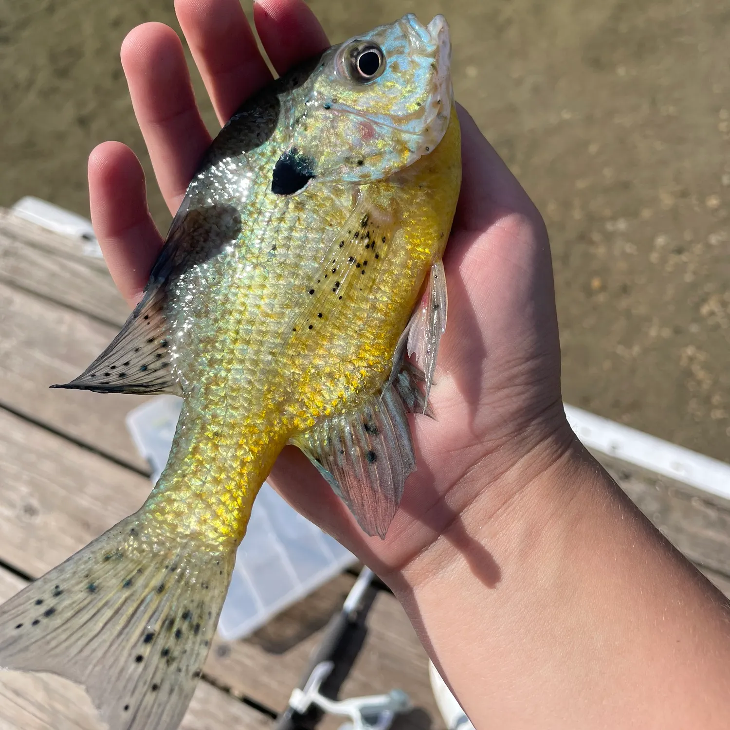 Pumpkingill hybrid caught on Fishbrain