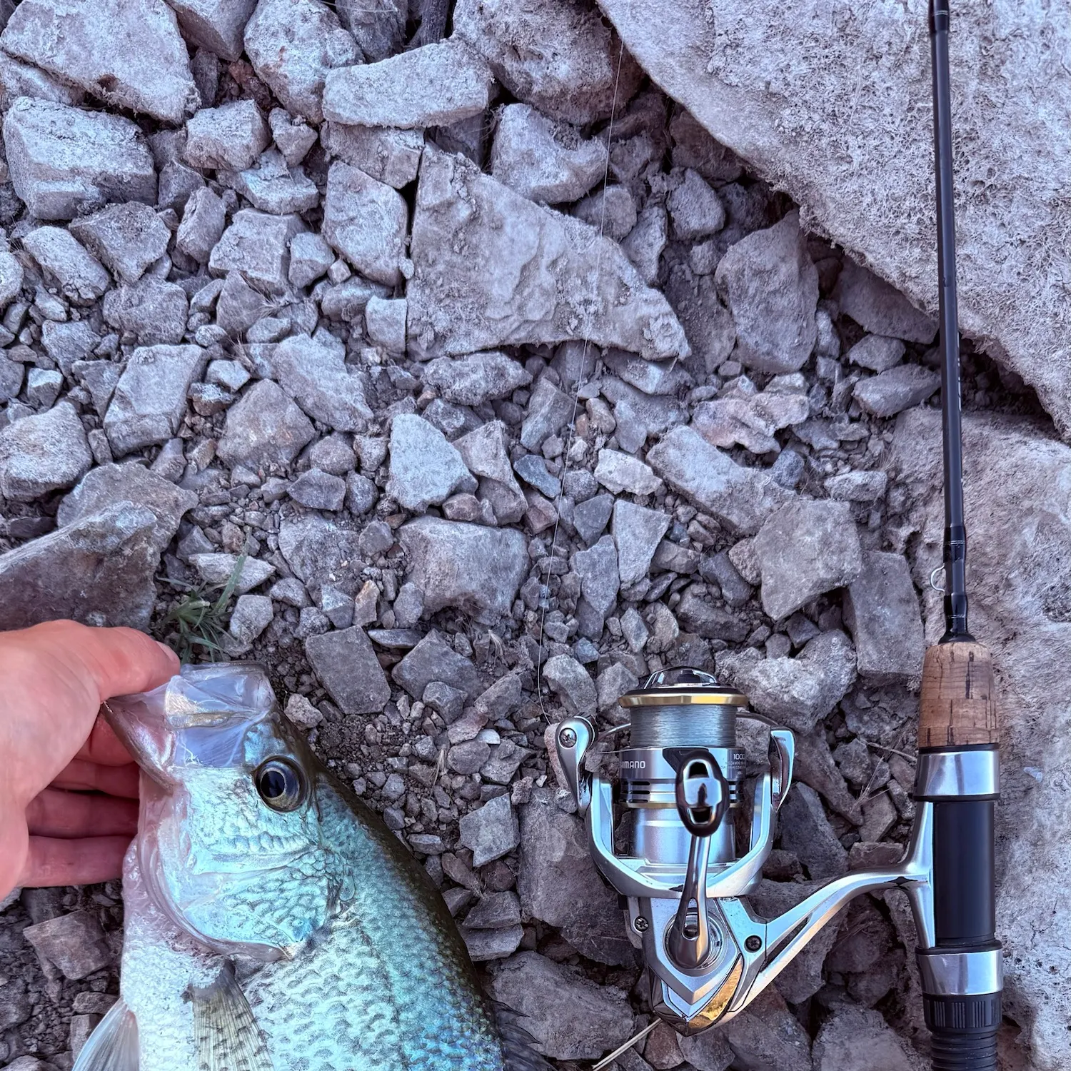 The most recent Black crappie catches on Fishbrain