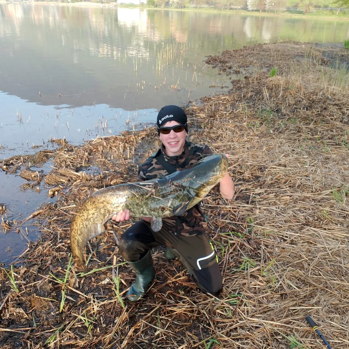 The most recent Amur catfish catches on Fishbrain