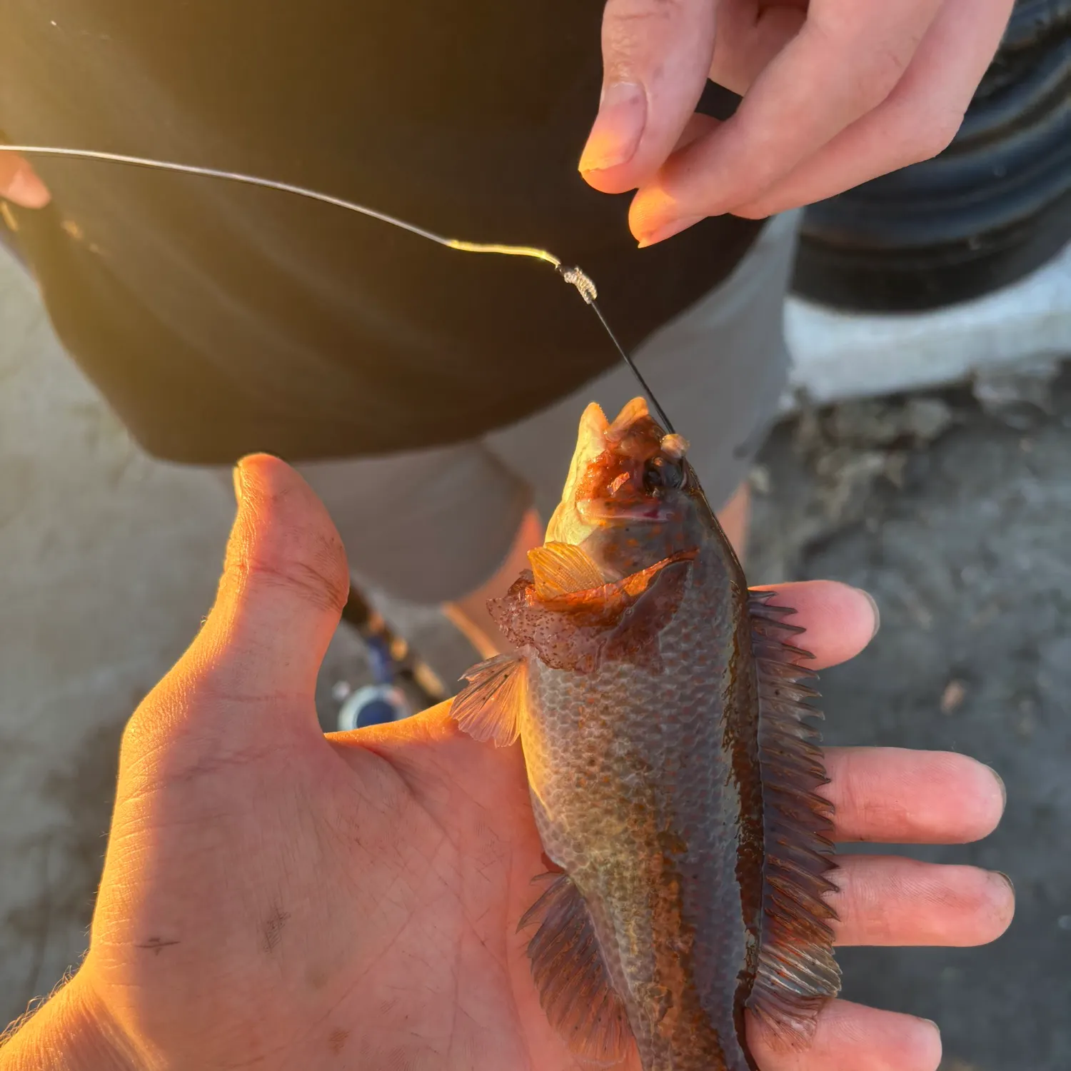 Cunner caught on Fishbrain