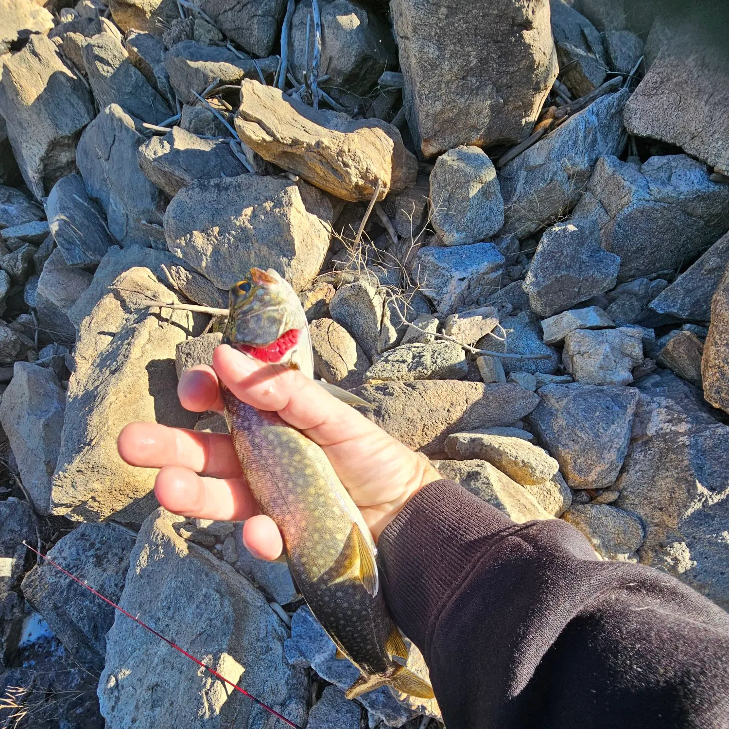 Lake char caught on Fishbrain
