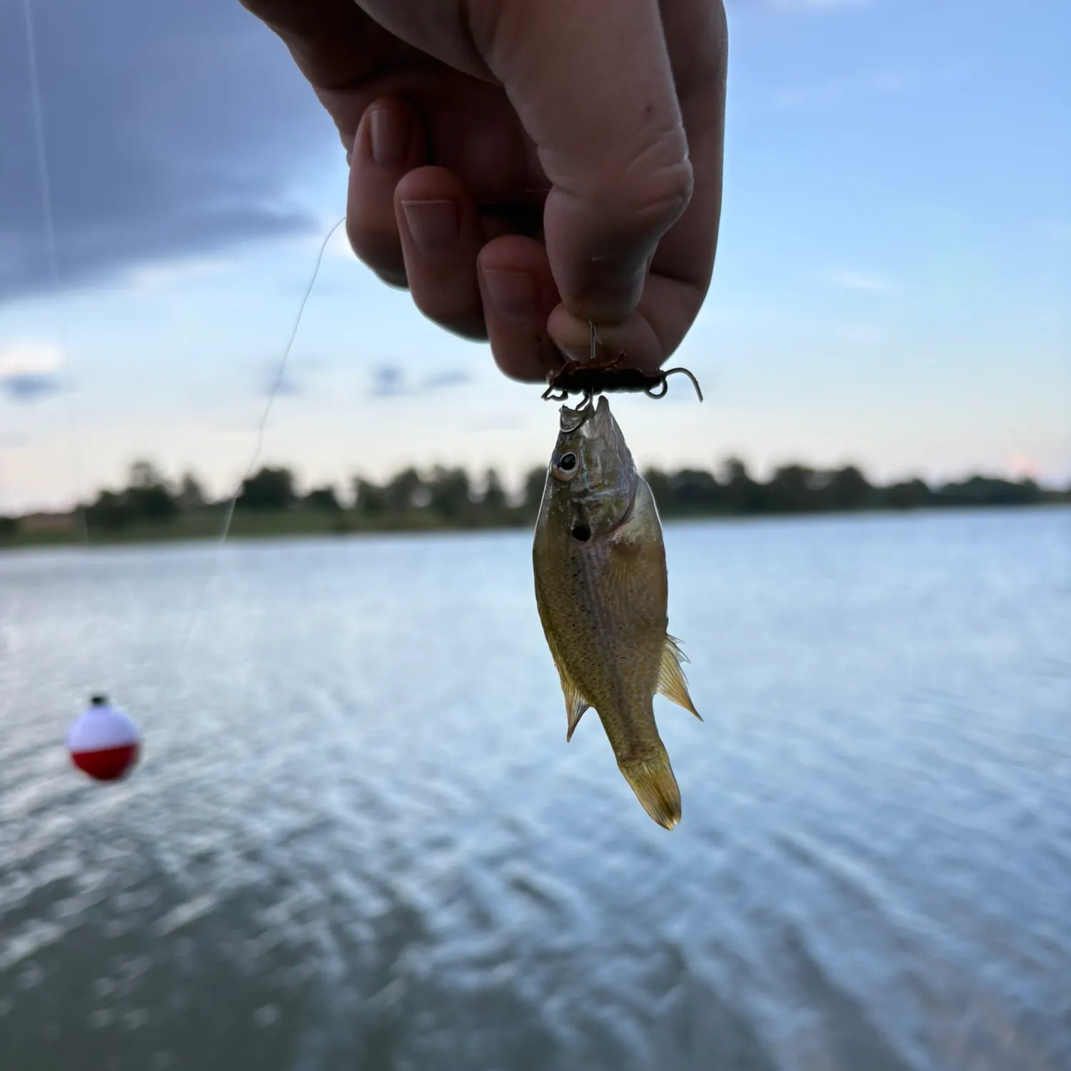 Green sunfish caught on Fishbrain