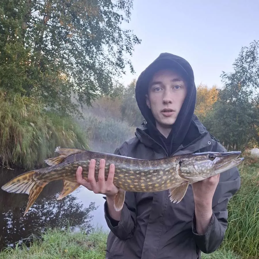 Northern pike caught on Fishbrain