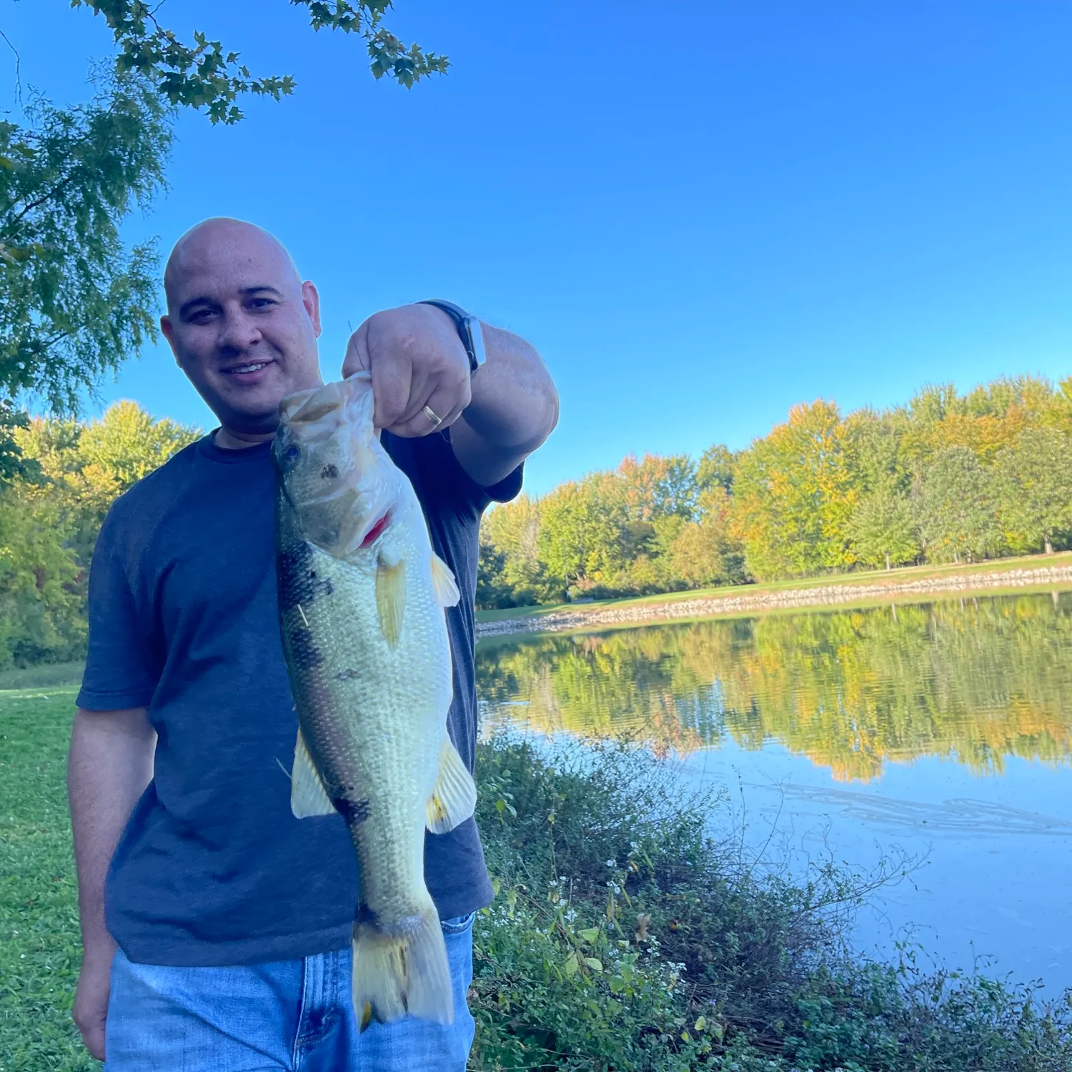 Largemouth bass caught on Fishbrain