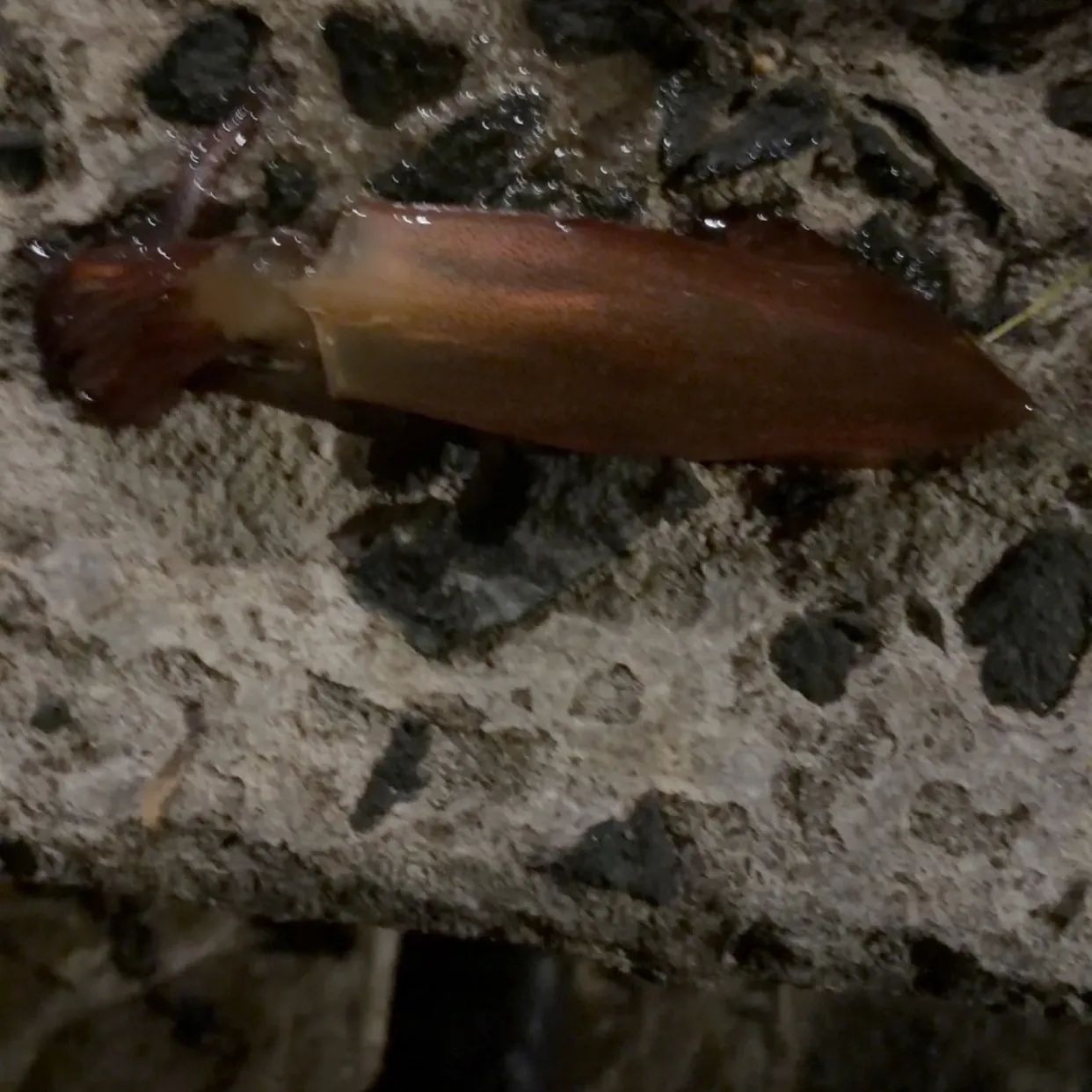 The most recent Southern calamari catches on Fishbrain