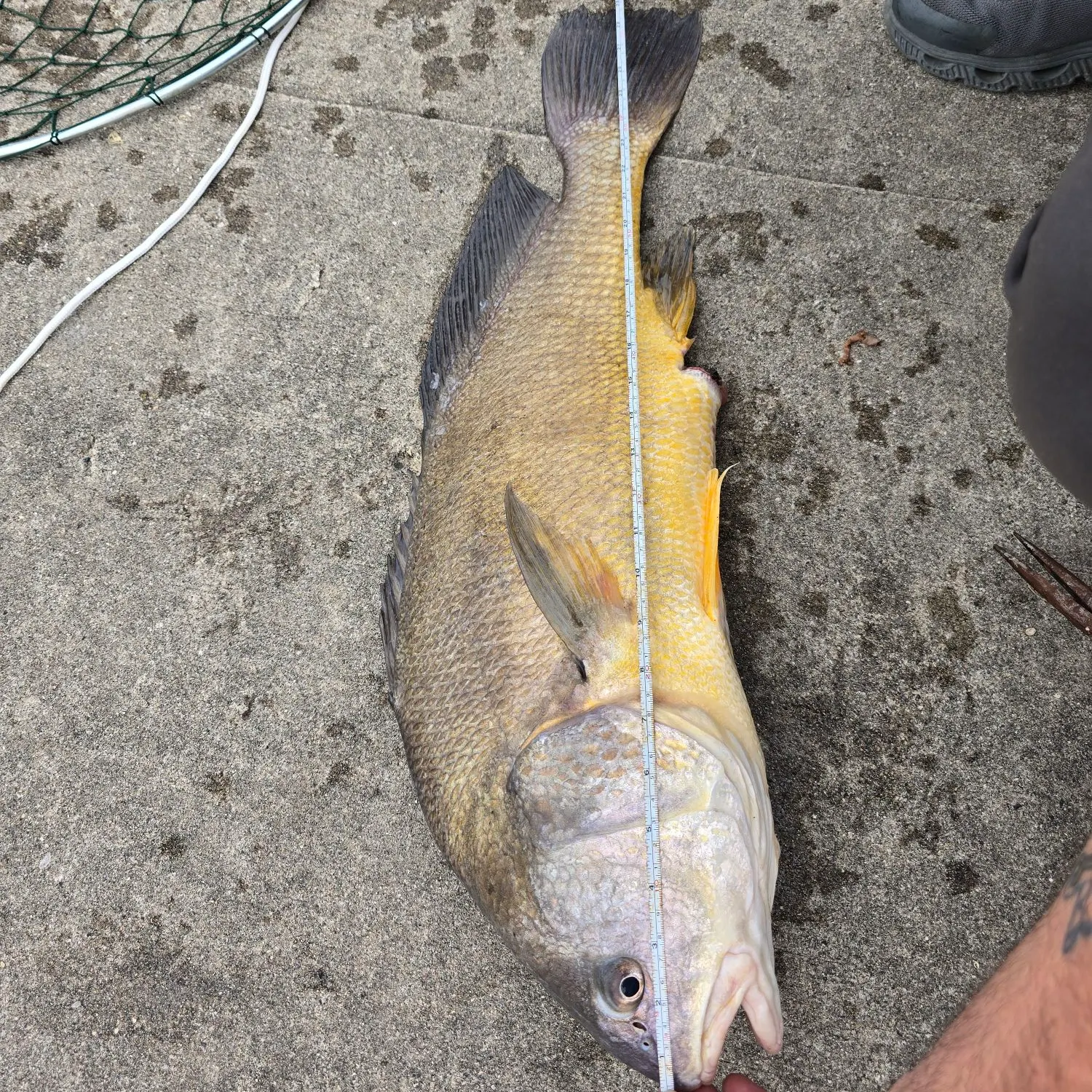 Freshwater drum caught on Fishbrain