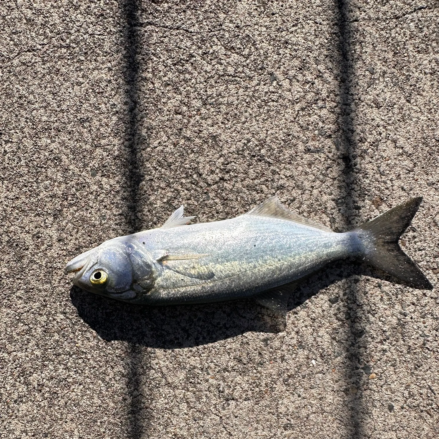 The most recent Yellow-eye mullet catches on Fishbrain