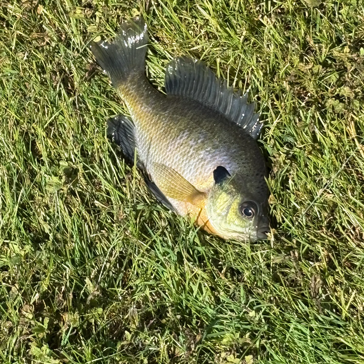 Bluegill caught on Fishbrain