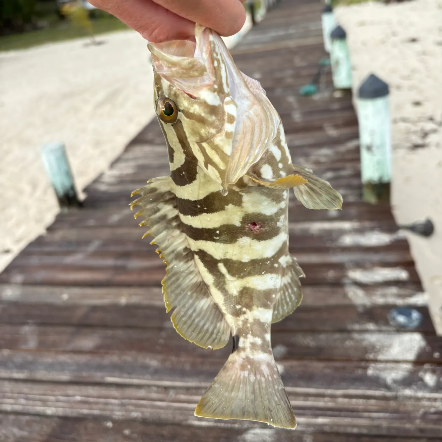 The most recent Nassau grouper catches on Fishbrain