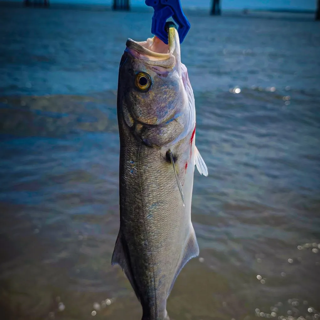 Bluefish caught on Fishbrain