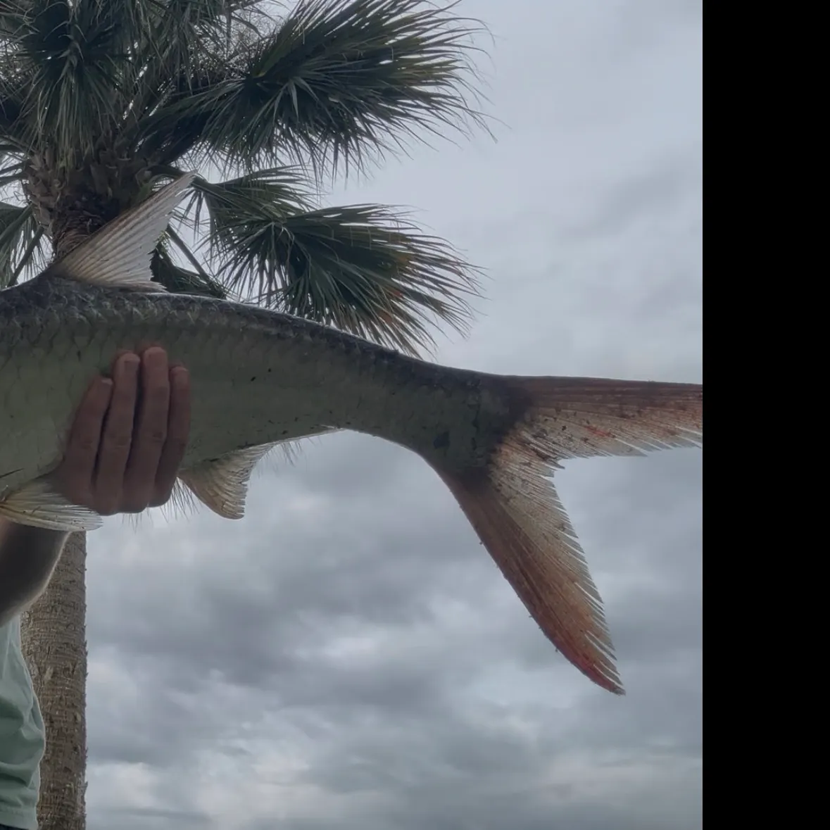 Tarpon caught on Fishbrain