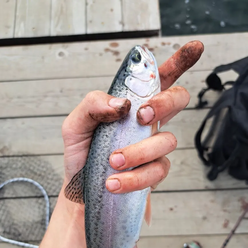 Rainbow trout caught on Fishbrain