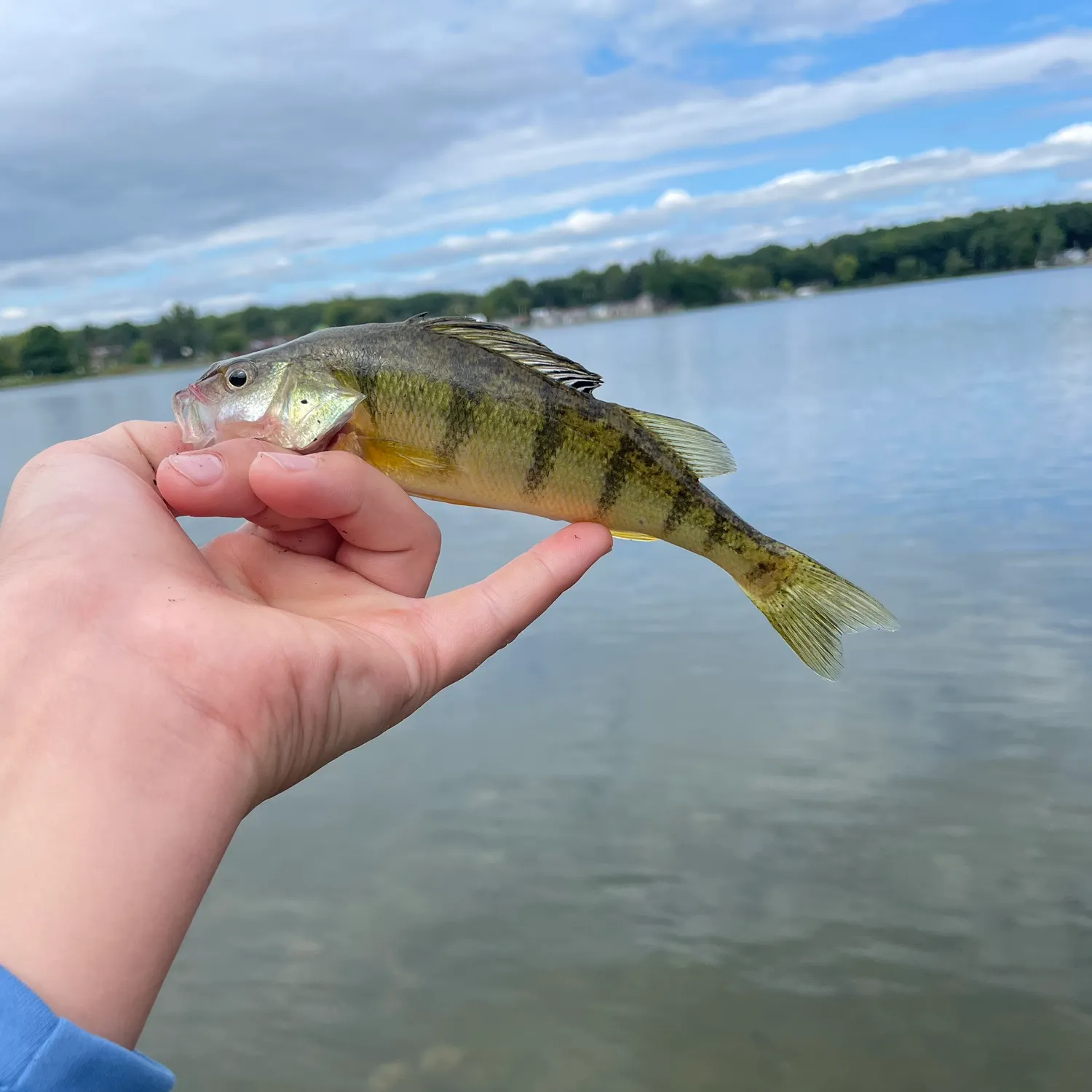 Yellow perch caught on Fishbrain