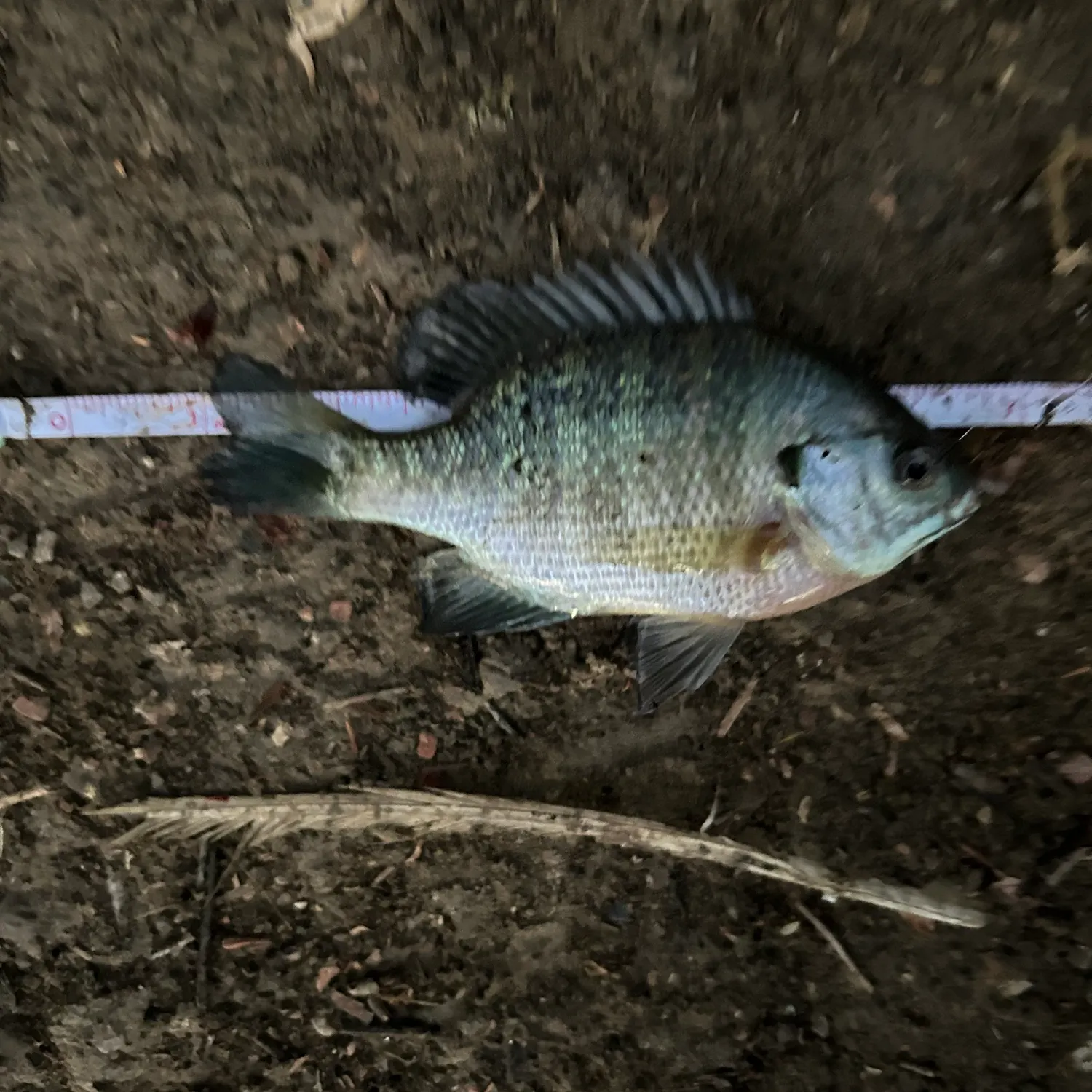 Bluegill caught on Fishbrain