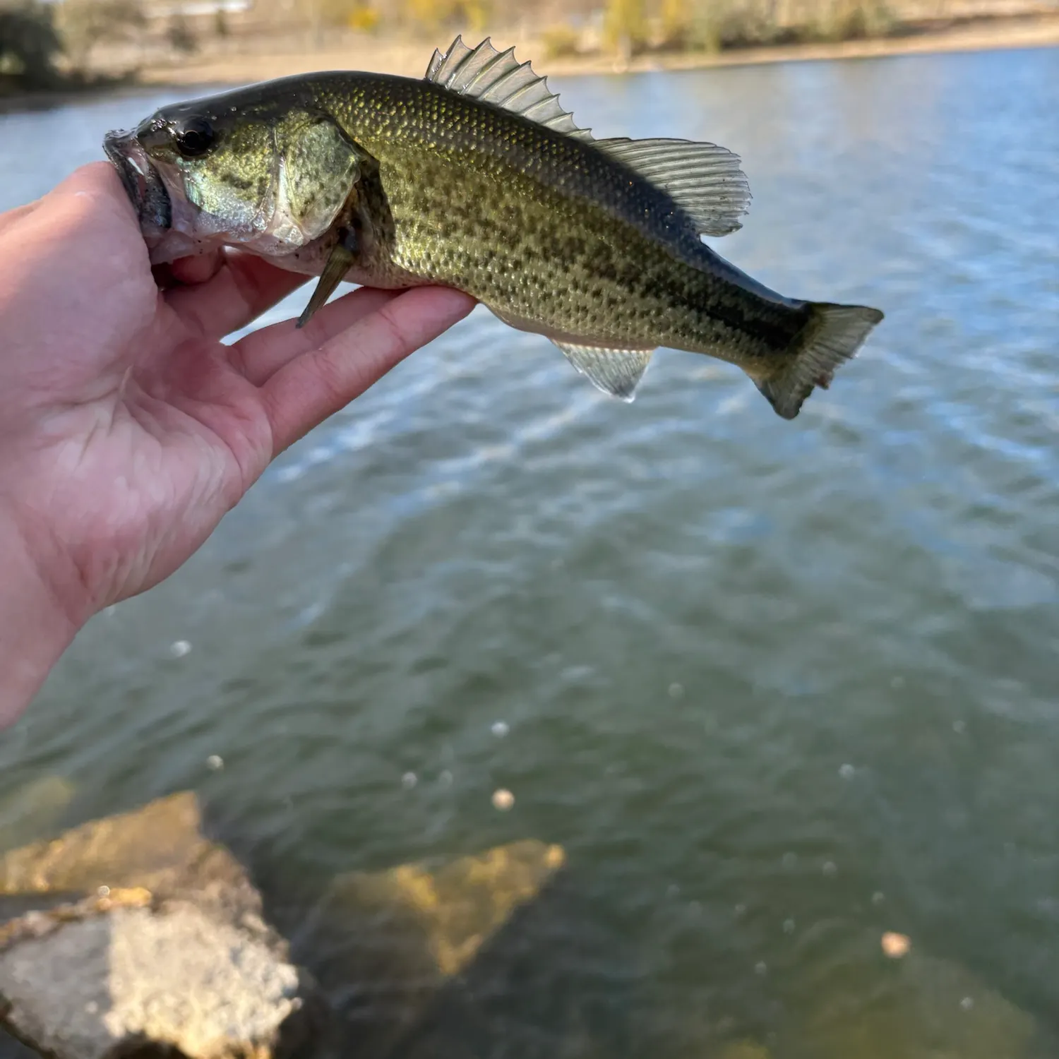 Largemouth bass caught on Fishbrain